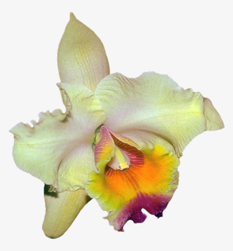 Png Клипарт "beautiful Orchids Flower" - Christmas Orchid, transparent png #8333308