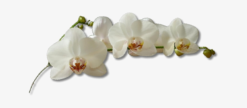 White Orchid Flower, transparent png #8333401