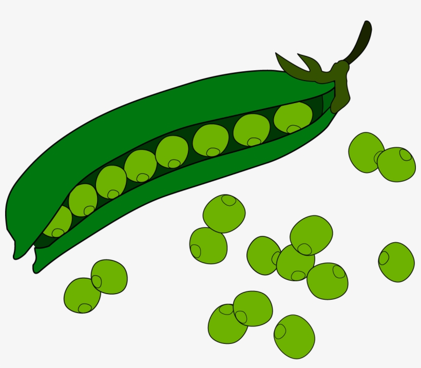 Pea Fruit Clip Art えん どう 豆 イラスト Free Transparent Png Download Pngkey