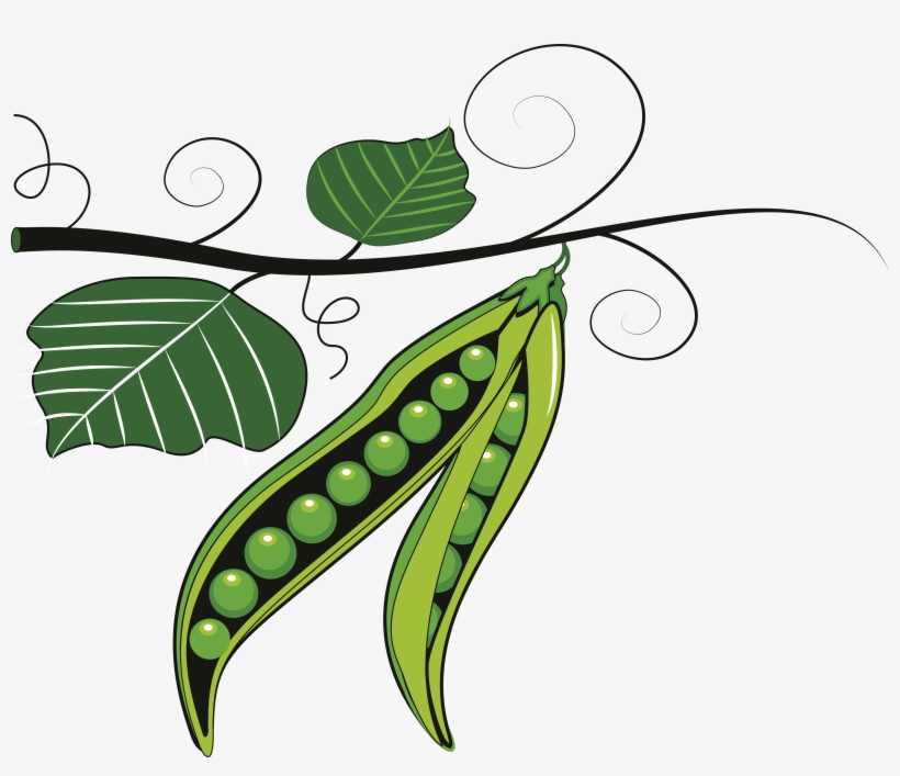 Pea Clipart Vector - Peas Art, transparent png #8335329