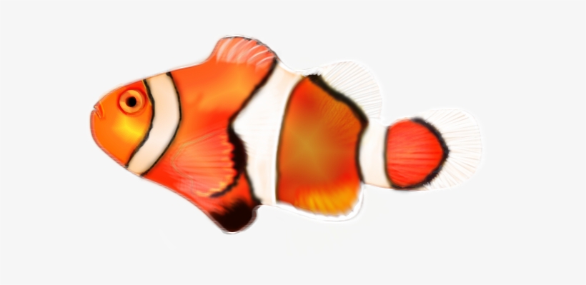 Clown-fish - Coral Reef Fish, transparent png #8336803