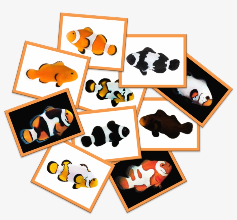 Fantasized By The Nemo Movie, Do You Think Clownfish - Clownfish, transparent png #8337199