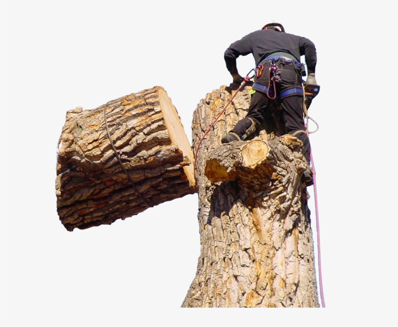 Jeffs Tree Home Page Tree Overlay - Tree Stump, transparent png #8337286