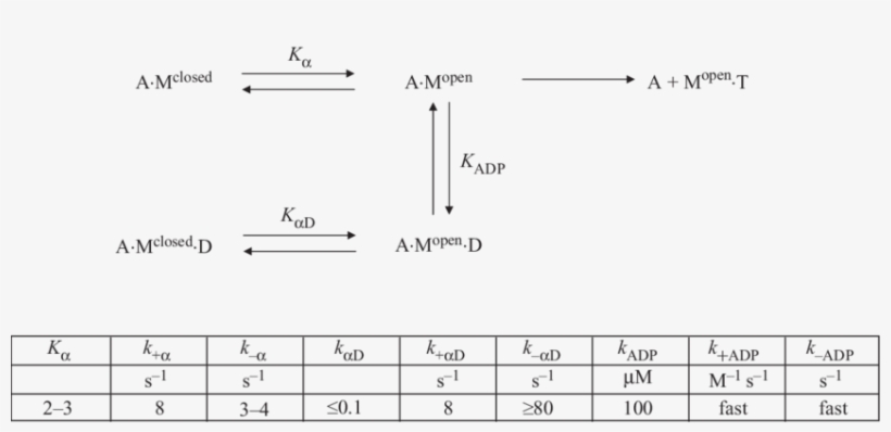 A Model For The Interaction Of Adp And Atp With Rat - Number, transparent png #8337365