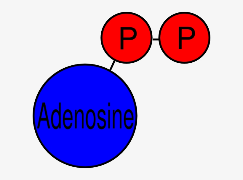 Adp Clip Art - Adenosine Diphosphate Clip Art, transparent png #8337437