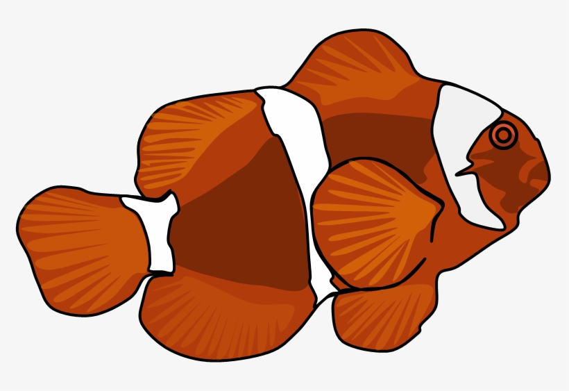 Maroon Clownfish, transparent png #8337481