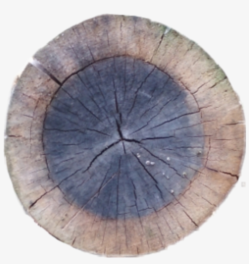 Crosssection Tree Stump Sawed Sawedwood Wood Tree Cutdo - Circle, transparent png #8337586
