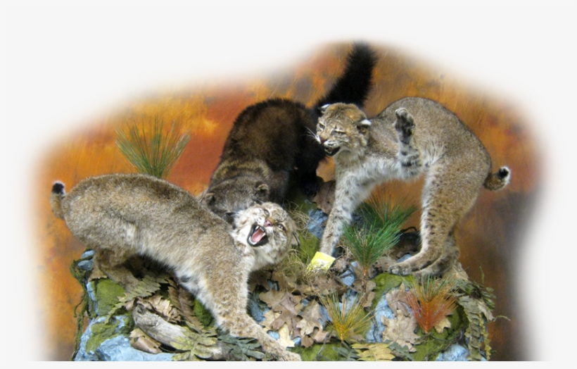 Slide0 Slide1 Slide2 - Snow Leopard, transparent png #8341000