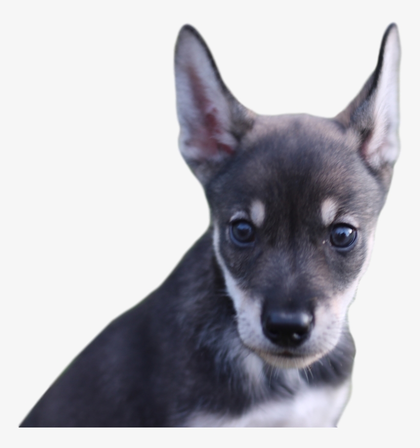 Blair Braverman On Twitter - Companion Dog, transparent png #8341423