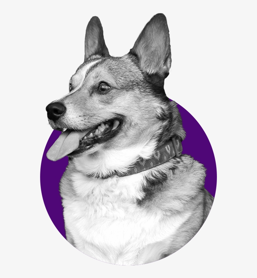 We Understand That Some Dogs Need Extra Time And Attention, - Dog, transparent png #8341705