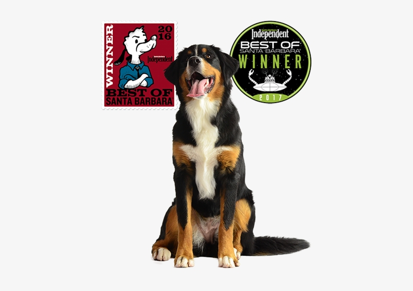 Any Dog, Any Age, Any Problem - Bernese Mountain Dog, transparent png #8341784