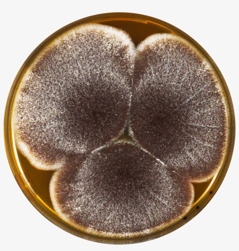 Aspergillus Aculeatinus Meaox - Heart, transparent png #8342208