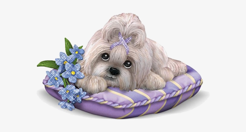 Shih Tzu Breeders, Puppy Images, Kitten Images - Dog, transparent png #8343089