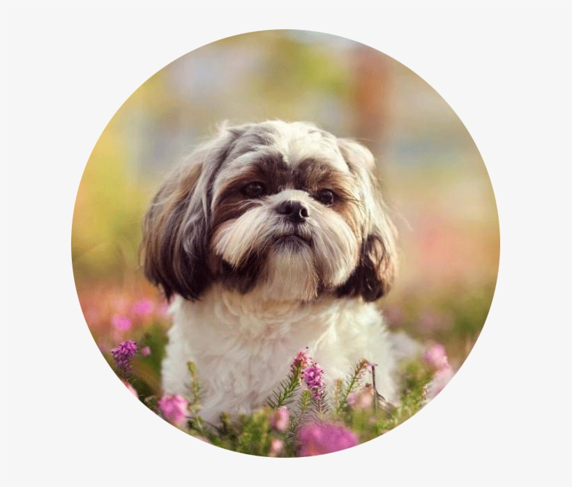 Shih Tzu 4u - Chiens Les Plus Calmes, transparent png #8343210