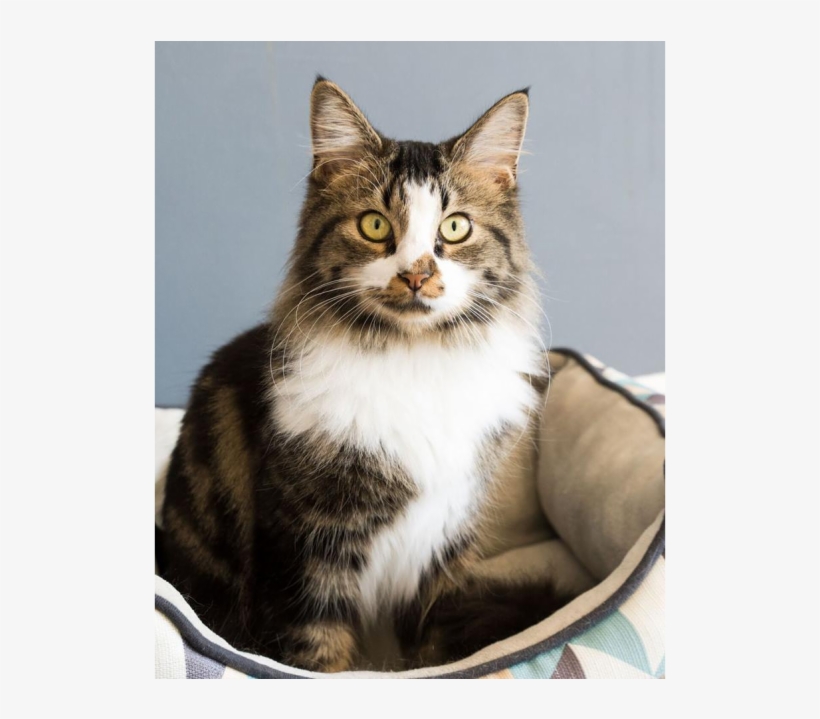 Photo Of Ak1776 Possum - Domestic Long-haired Cat, transparent png #8343252