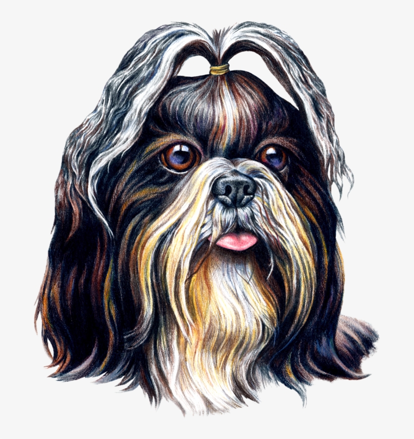 Shih Tzu Png, transparent png #8343474