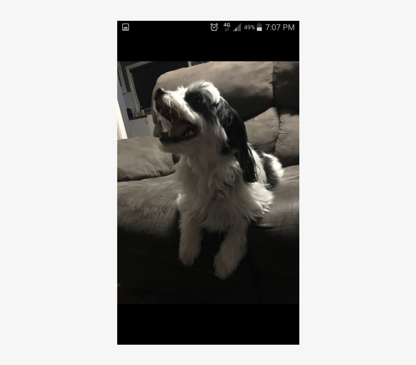 Donate To Petrescue - Dog Catches Something, transparent png #8343522