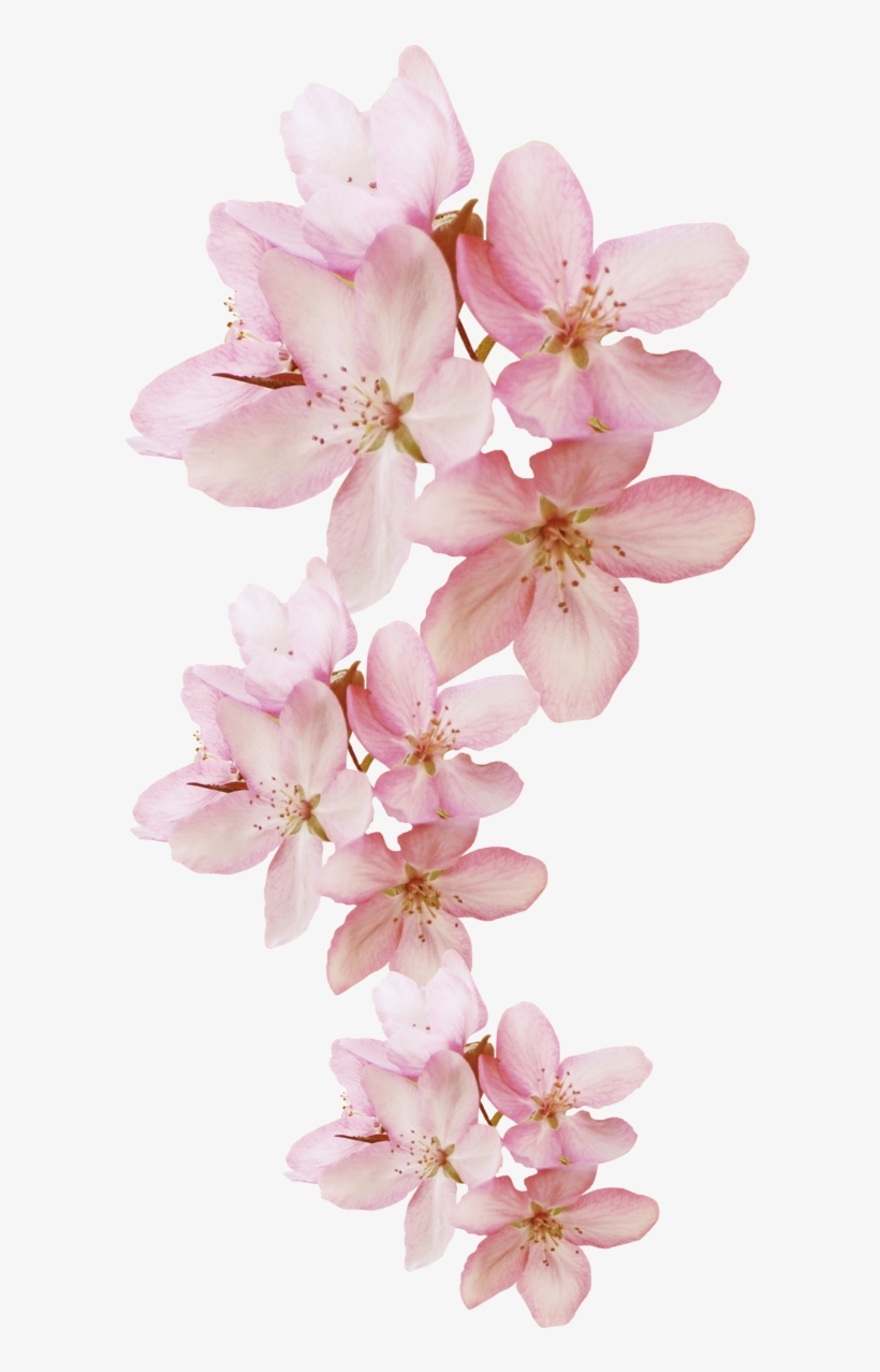 Flower, transparent png #8343523