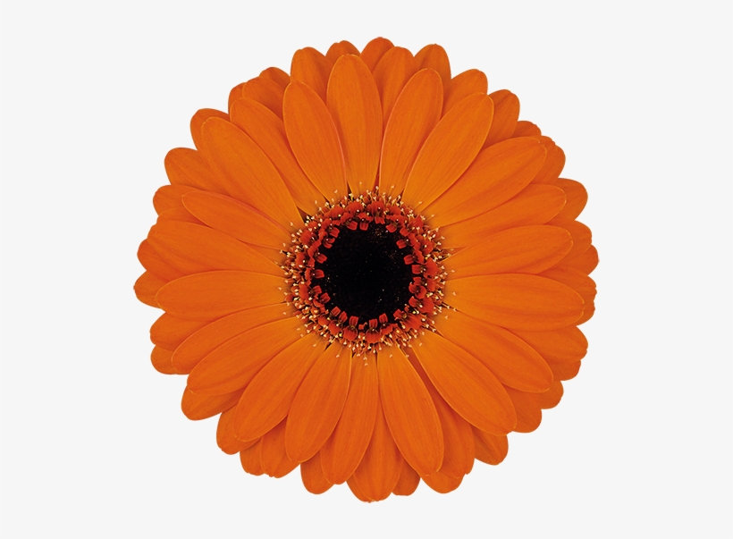 Allure® - Paper, transparent png #8343968