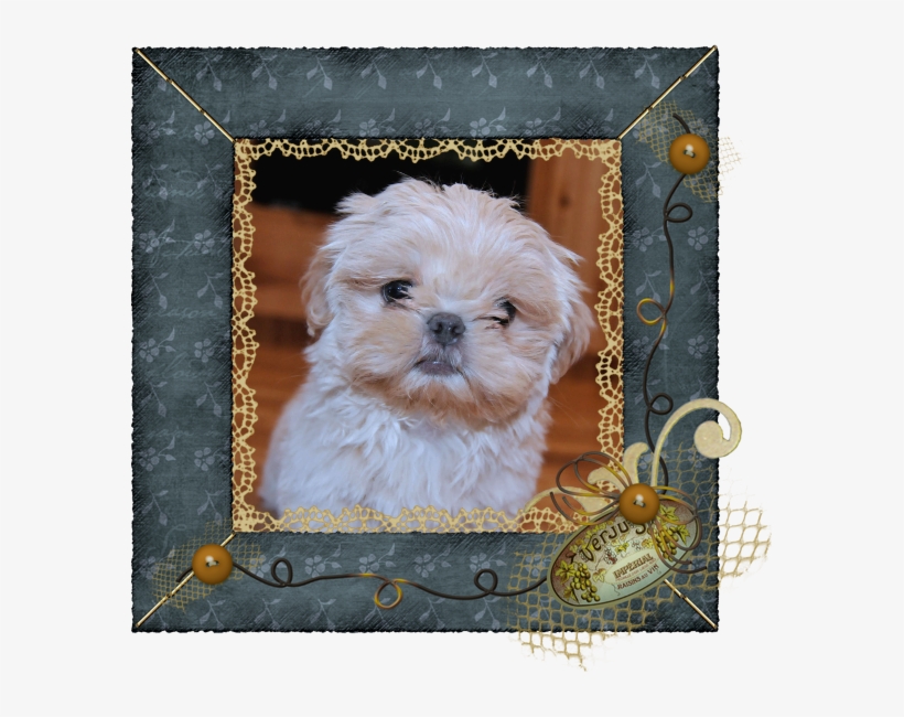 Enchanted Mountain Shih Tzu - Mal-shi, transparent png #8344674