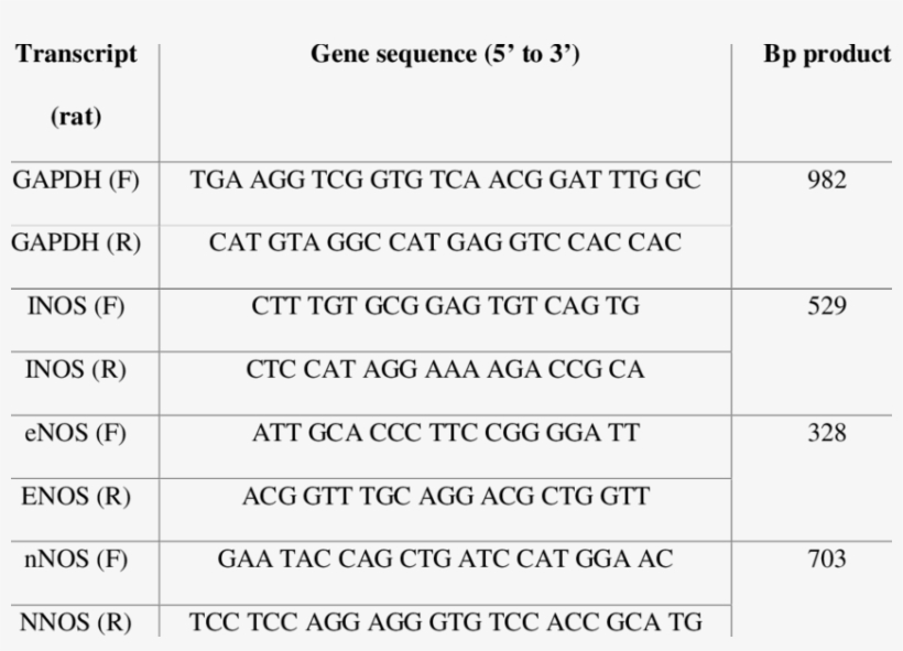 Rat Primer Sequences For The Nos Isoforms - Number, transparent png #8344675