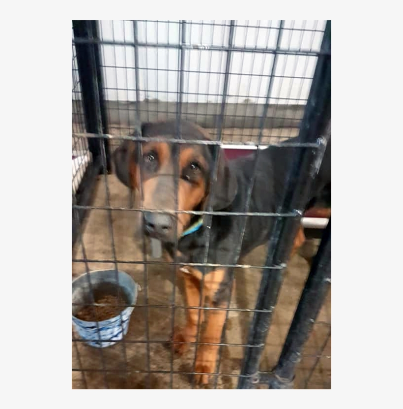 Bob Adopted Into Forever Home - Companion Dog, transparent png #8345015