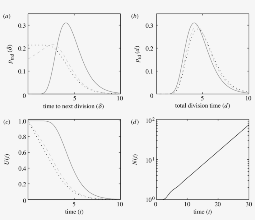 Dividing Population With Lognormal Division Time Distribution - Diagram, transparent png #8345252