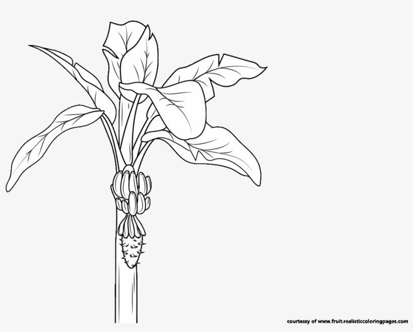 30 Amazing Look Banana Clipart Download It For Free - Illustration, transparent png #8345641