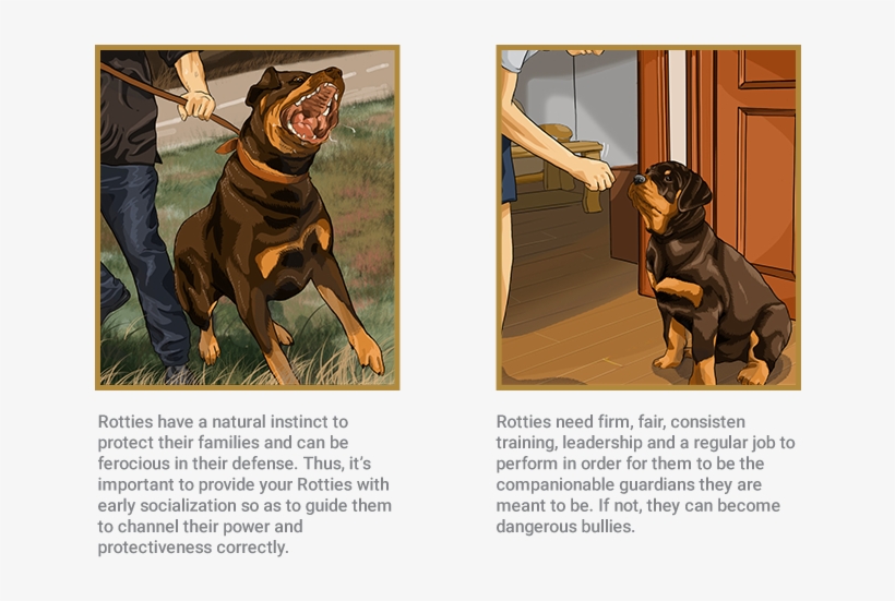 Rottweiler - Power Of Rottweiler, transparent png #8345708