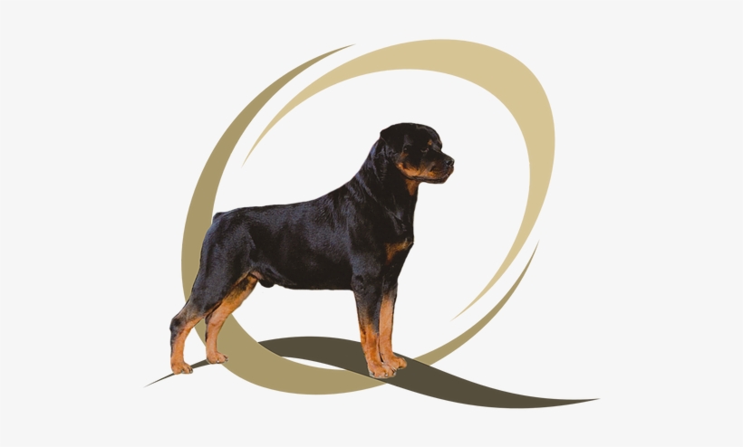 The Dogs Of Jill Kessler- Miller - Rottweiler, transparent png #8345810