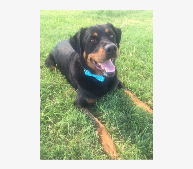 Dog Catches Something, transparent png #8346161