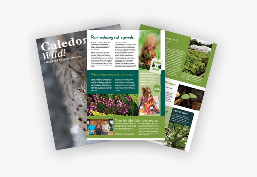 Join Trees For Life And Receive Our Exclusive Members - Brochure, transparent png #8346565