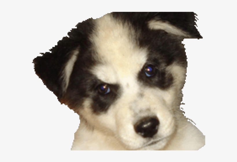 Companion Dog, transparent png #8350242
