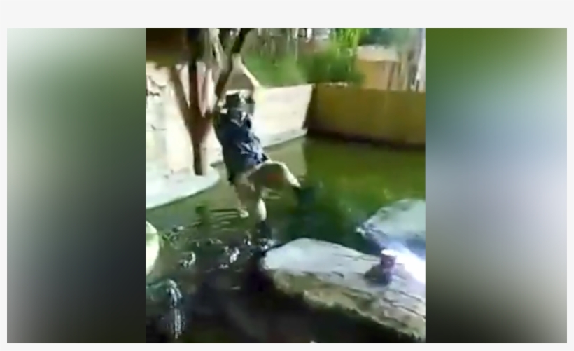 Man Plunges Into Gator-infested Pool After Rope Swing - Michael Womer Falls Into Crocodile, transparent png #8356055