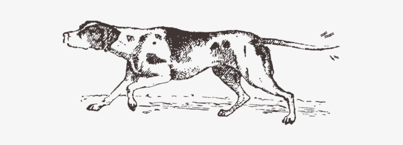 Every Day Is A Doggy Day At Congaree And Penn, But - English Foxhound, transparent png #8356163