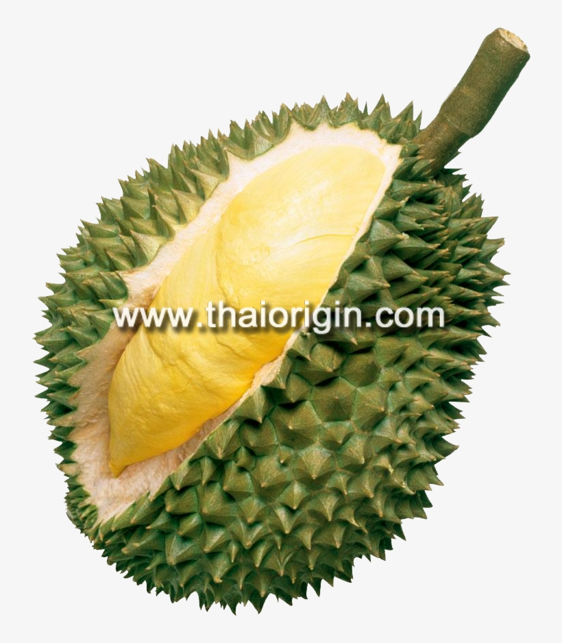 Ex-factory Or Fob Bangkok - Durian Fruit Taste, transparent png #8356757