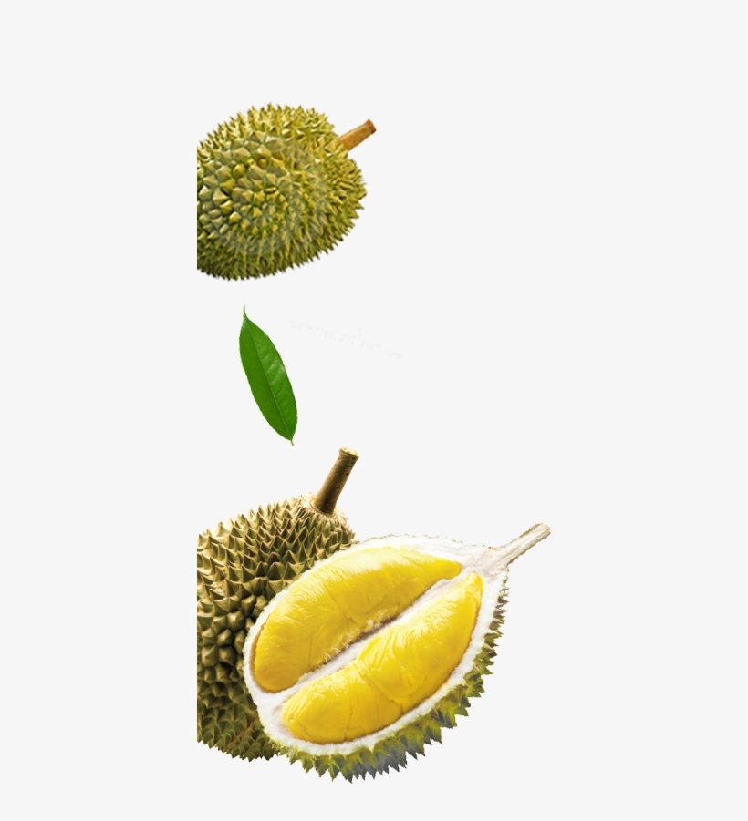 Malaysia Durian - Durian Fruit, transparent png #8357605