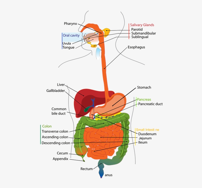 Digestive System Human Digestion Labelled Diagram - Parts Of Digestive System Diagram, transparent png #8359554