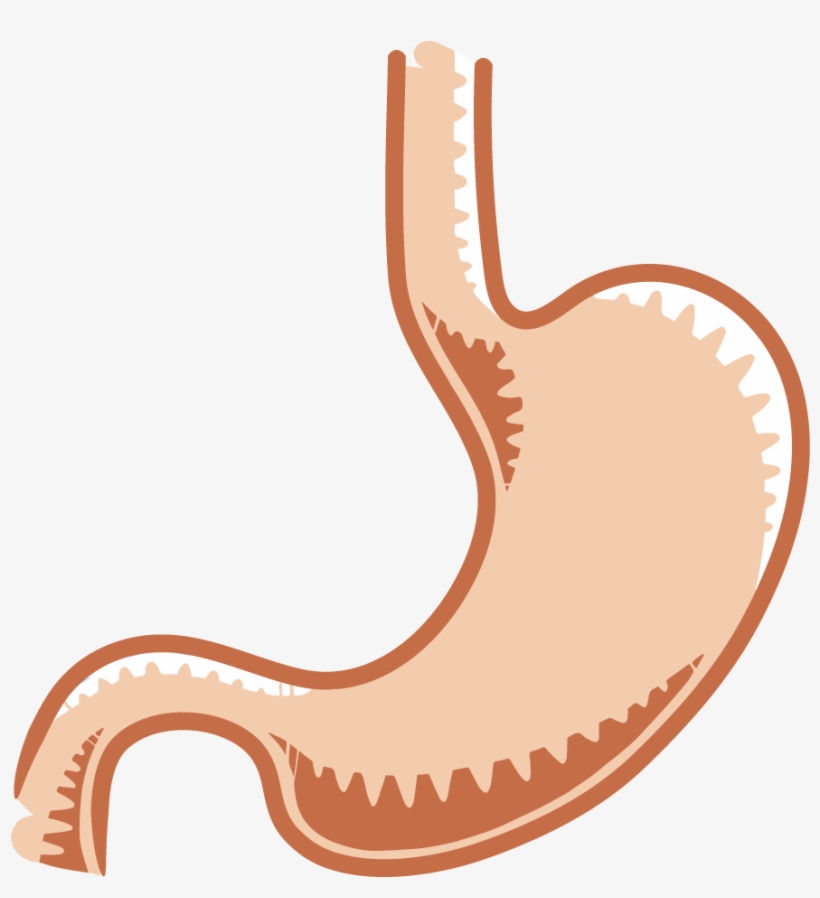 The Gastrointestinal System Tutorials - Planetary Gear System Vector, transparent png #8360512