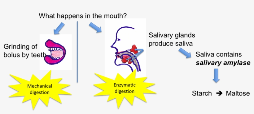 Picture - Happens To Food In The Mouth, transparent png #8360626