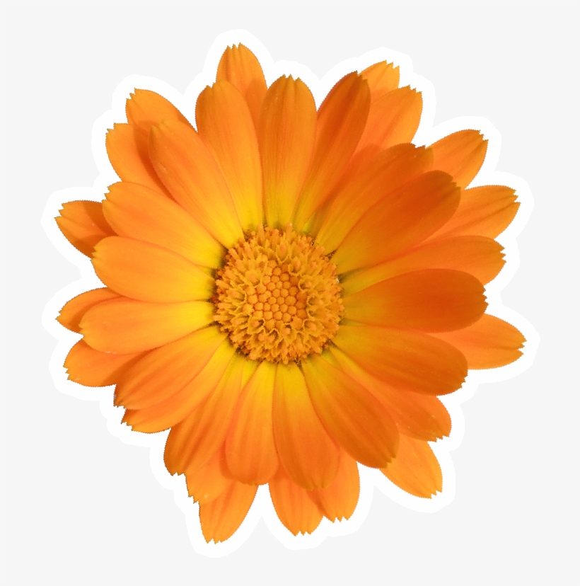 That's Why We've Created A Guide To Good Beauty Karma, - English Marigold, transparent png #8360802