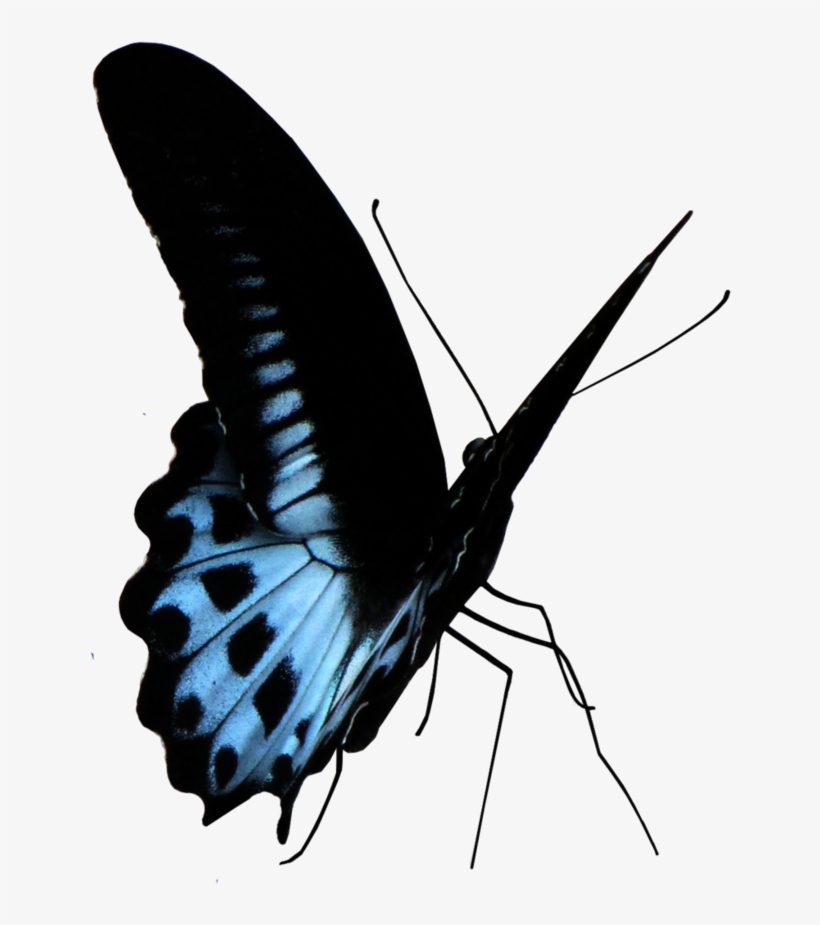 Blue Butterfly Png - Lycaenid, transparent png #8360841
