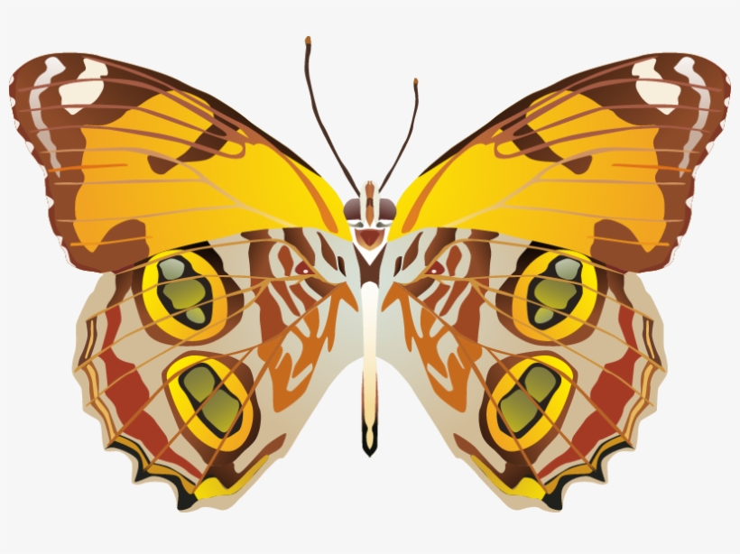 Butterfly Png Images, transparent png #8360955