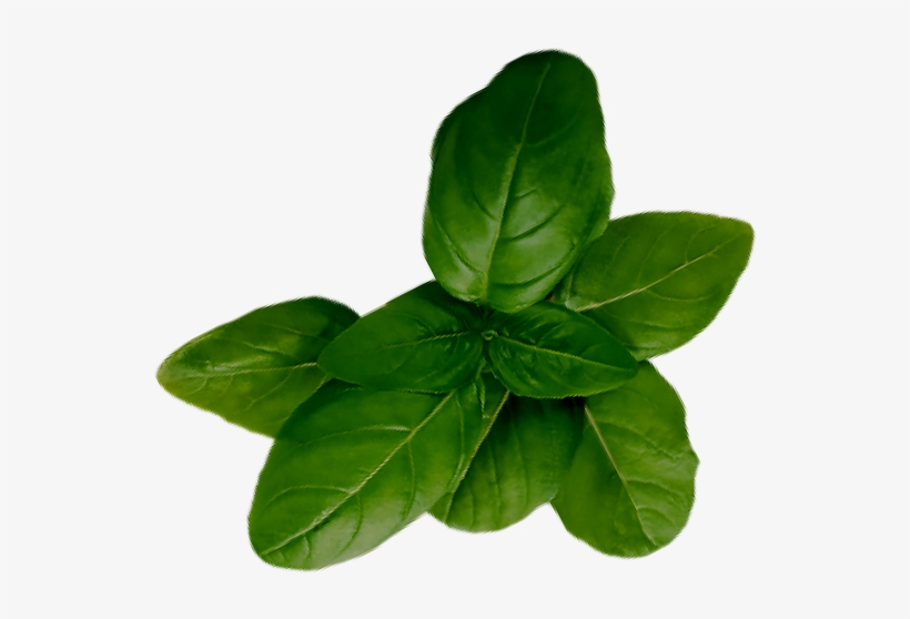 1872 Basil - Houseplant, transparent png #8363046
