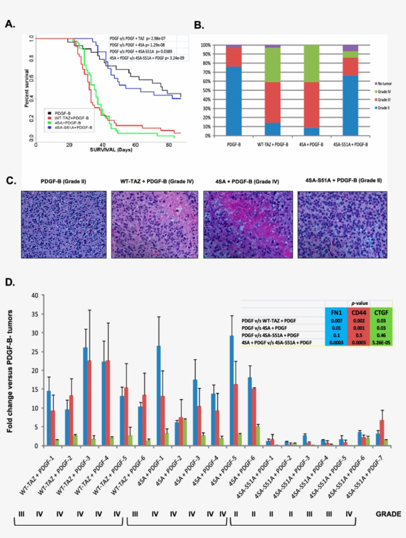 Taz Enhances Tumor Grade, Reduces Survival, And Promotes - Uber Market Share 2017 Sydney, transparent png #8369547