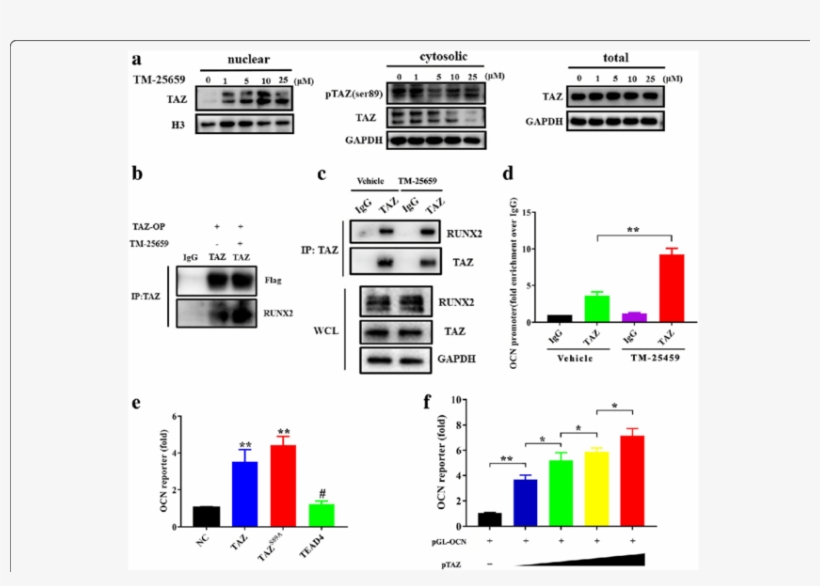 Tm-25659 Facilitates Taz Nuclear Translocation And - Diagram, transparent png #8370172