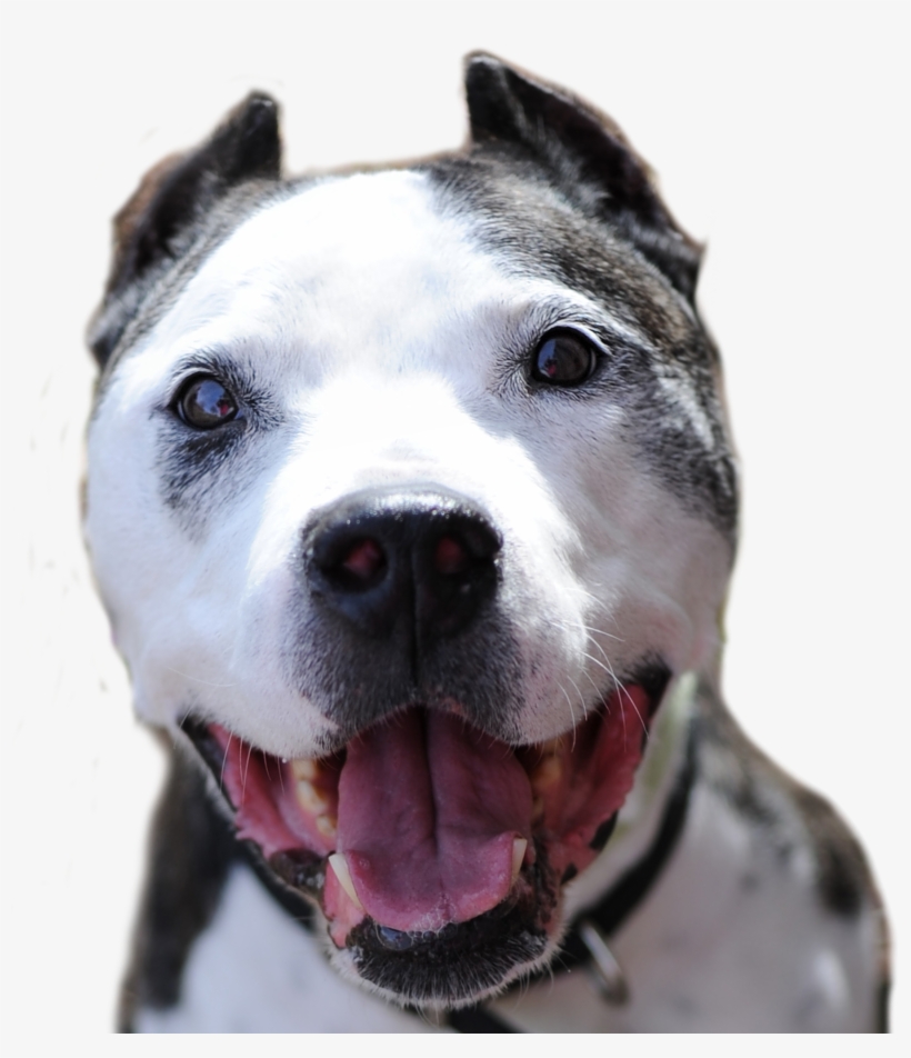 Lobo-webs - Bull And Terrier, transparent png #8370432