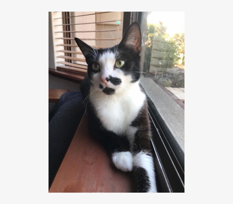 Photo Of Ac0657 Scribbles - Domestic Short-haired Cat, transparent png #8370720