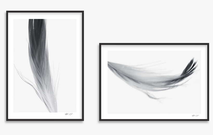 Popular Feathers Packages - Sketch, transparent png #8370931