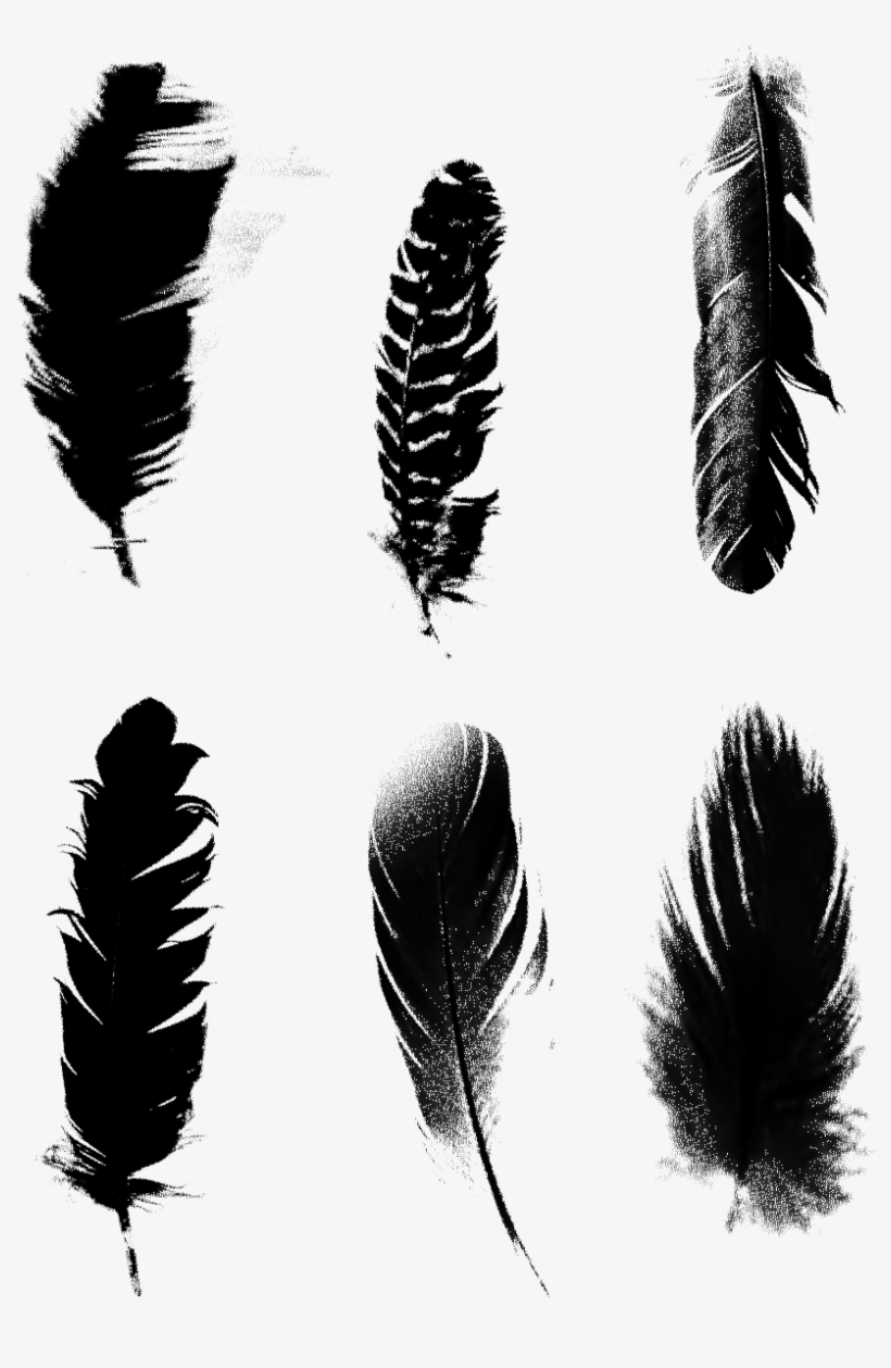 Black Feathers Commercial Minimalist Png และ Psd - Illustration, transparent png #8371007